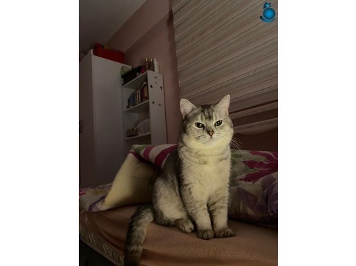 1 YAŞINDA BRİTİSH SHORTAİR AŞILARI TAM