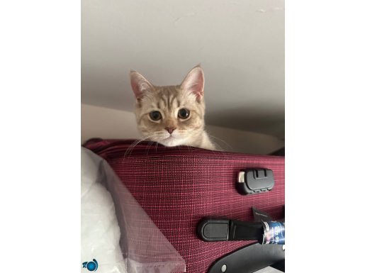 aşılı çipli british dişi yavru kedi