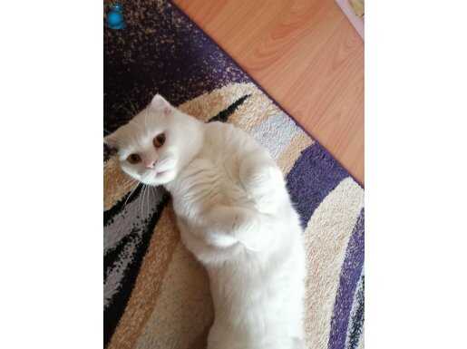 Ücretsiz sahiplendireceğim 