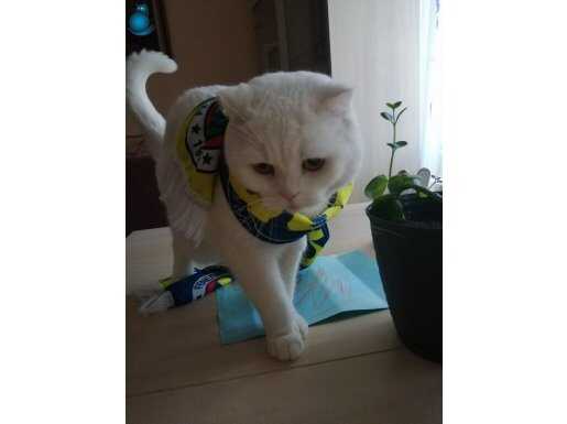 Kedim Bulut ücretsiz sahiplendirilecektir. 