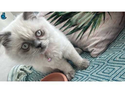 British Blue Point 5 aylık dişi kedi. Eşyalarıyla verilecek