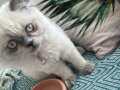 British Blue Point 5 aylık dişi kedi. Eşyalarıyla verilecek