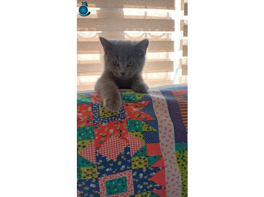 Safkan British Yavrular TUVALET eğitimi verildi.