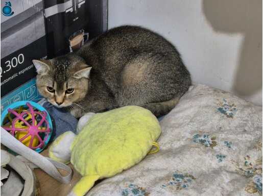 6 aylık british shorthair ( erkek )