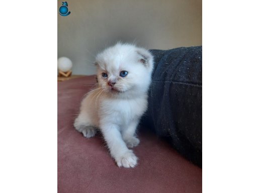DÜNYA TATLISI SCOTTISH FOLD YAVRULAR