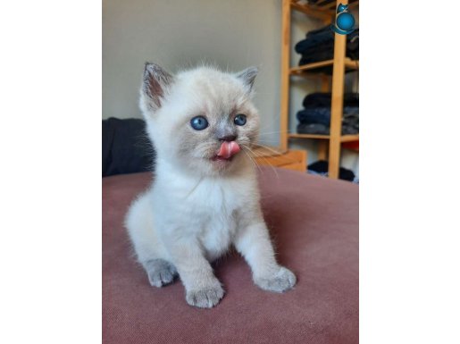 DÜNYA TATLISI BRITISH YAVRULAR