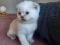 DÜNYA TATLISI SCOTTISH FOLD YAVRULAR