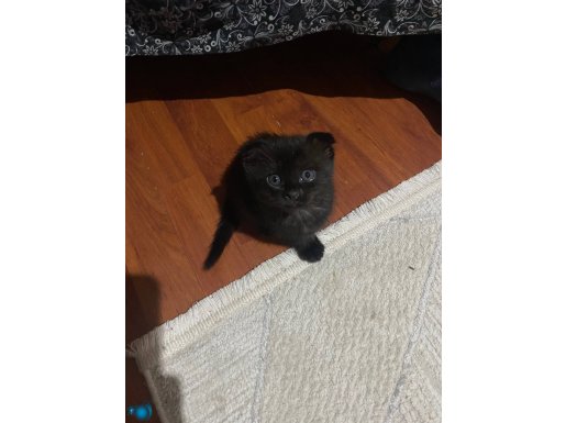 Scottish fold 