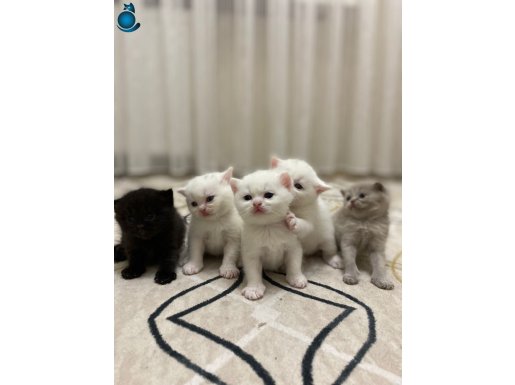 Aşılı Anne-Bab Kedilerden Yavrular