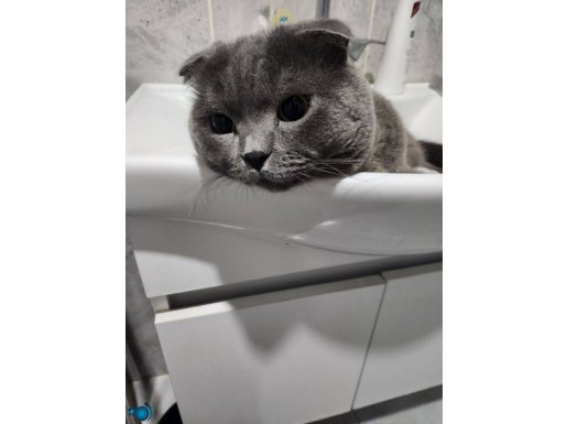 Uysal ve bir o kadar da tatlı ve sevecen