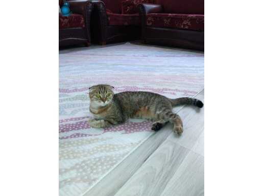 Tüm aşıları yapıldı,kimliğide var.