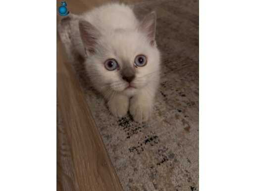 Blue Point British Shorthair