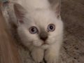 Blue Point British Shorthair