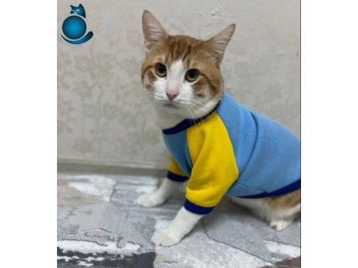 Sağlık problemlerimden kaynakli sahiplendirmek istiyorum