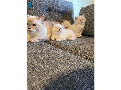 Safkan Ragdoll Yavruları