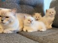 Safkan Ragdoll Yavruları