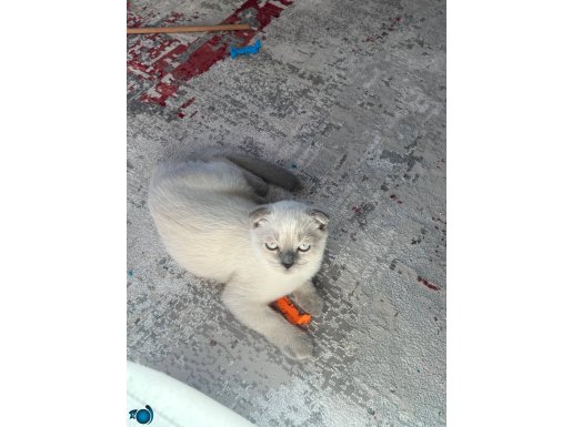 Pamuk giibi kedim yavru