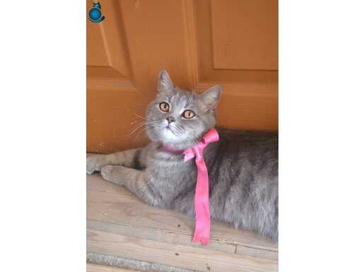 9 aylık, çok uysal ve sahibine bağlı British shorthair 