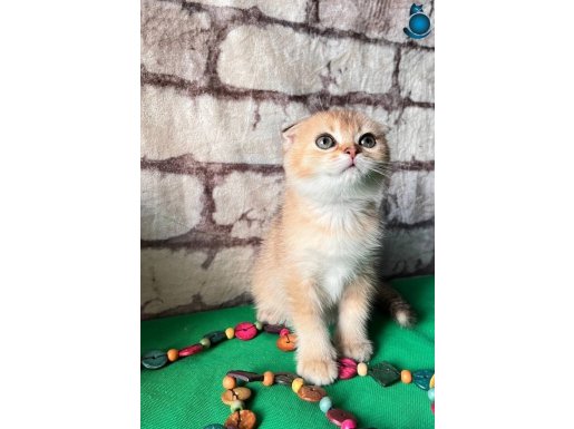 3 aylık Gold renginde scottish fold