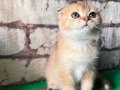 3 aylık Gold renginde scottish fold