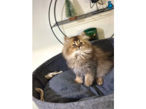 Dişi long hair yavrumuz yeni yuvasına gitmeye hazır 