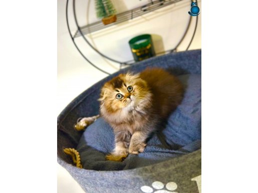 A KALİTE SAFKAN SCOTTİSH FOLD ERKEK