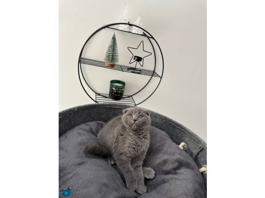 A kalite safkan dişi yavrumuz 