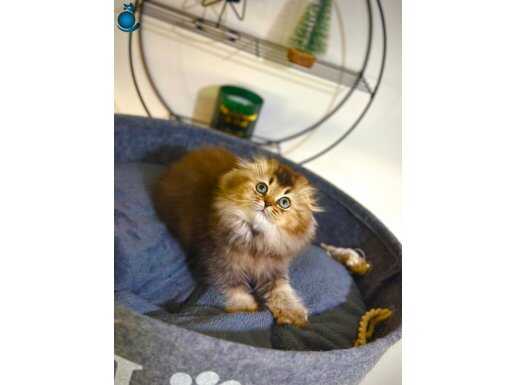 A KALİTE SAFKAN SCOTTİSH FOLD GOLDEN ERKEK