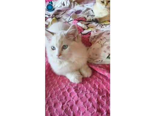 Ragdoll