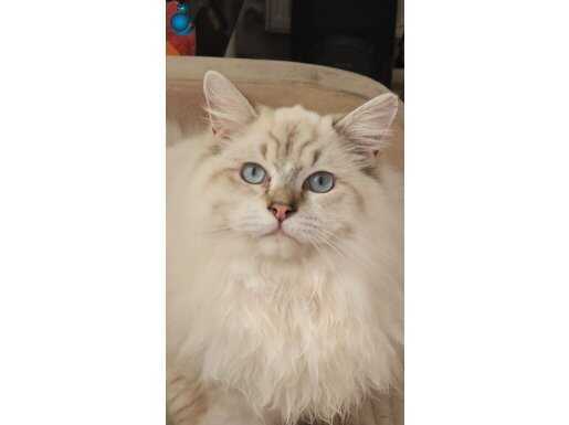 Ragdoll erkek İzmir