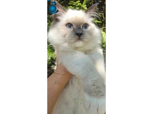 Dişi çok uysal gerekli aşılar yapıldı.Köpeklerle arası iyi 