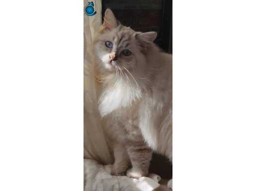 Erkek ..yumuşak karakterli başka kedi ve köpeklerle arası ıy