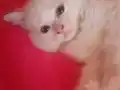 Dişi yerimiz ızmir Güzelbahçe