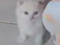 Dişi yerimiz ızmir Güzelbahçe