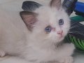 2aylık ragdoll