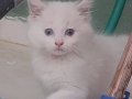 2aylık ragdoll