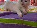 2aylık ragdoll