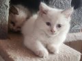 2aylık ragdoll
