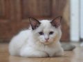 Son kalan 2 Dişi Ragdoll