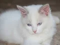 Son kalan 2 Dişi Ragdoll