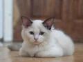 Son 2 Dişi İzmir Güzelbahçede Ragdoll