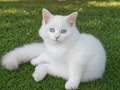 Son 2 Dişi İzmir Güzelbahçede Ragdoll