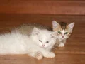 British  Longhair  ve Scottish short hair 2si de erkek