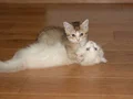 British Longhair ve Scottish short hair 2si de erkek