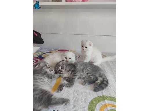 Scottish fold beyaz ve silver tabby