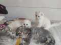 Scottish fold beyaz ve silver tabby