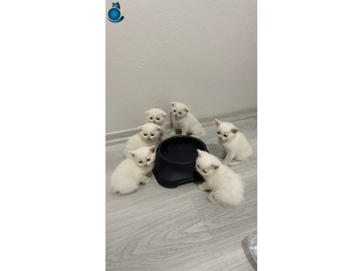 UYSAL OYUNCU BEBEKLER