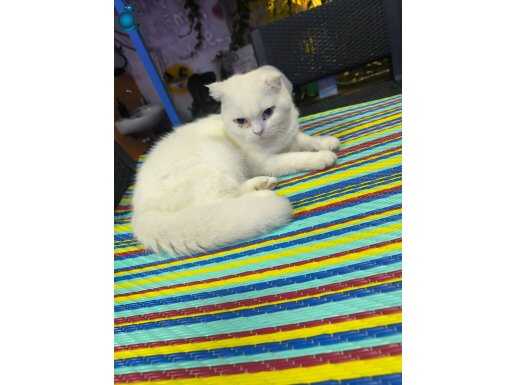 8aylık scothish fold kedi