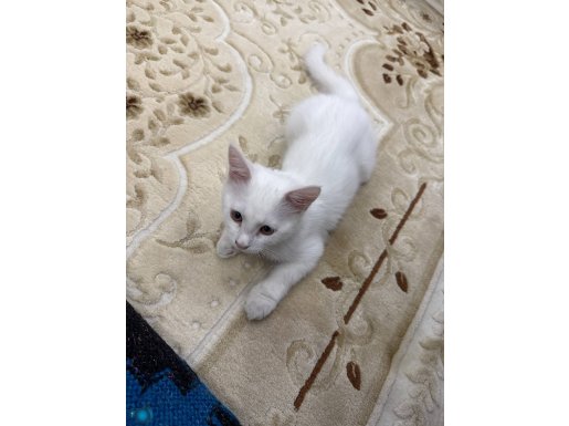 Ankara kedisi pazarlık olur