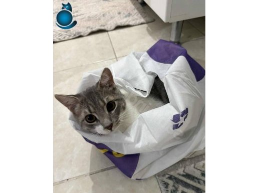 Kedimize yuva arıyoruz 